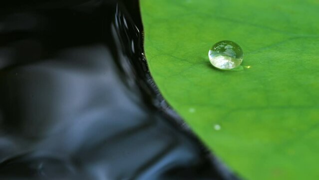 close-up of a green lotus leaf with water droplets on it. The leaf is a light green color and the droplets are clear. The background is blurred and out of focus.