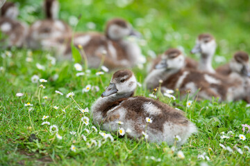 Egyptian goose chick, alopochen aegyptiaca on a meadow with daisy flowers in spring, animal and...