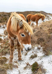 Two wild ponies graze on a sandy beach, with the ocean in the background, showcasing a serene coastal landscape.