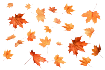 Whimsical Dance of Autumn: A Cascade of Floating Orange Leaves on a White or Clear Surface PNG Transparent Background.