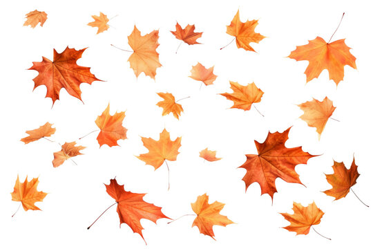 Whimsical Dance of Autumn: A Cascade of Floating Orange Leaves on a White or Clear Surface PNG Transparent Background.