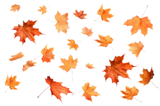 Whimsical Dance of Autumn: A Cascade of Floating Orange Leaves on a White or Clear Surface PNG Transparent Background.