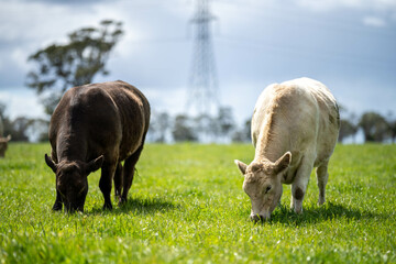Beef cows and calves grazing on grass on a beef cattle farm in  Australia. breeds include murray...