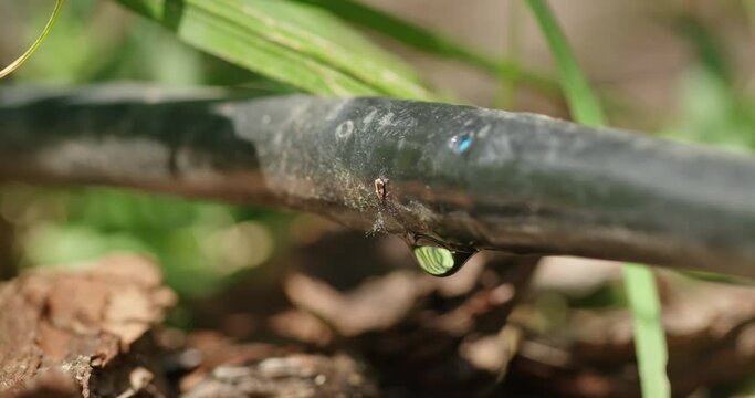 Water droplet on a drip irrigation hose, emphasizing its clarity and reflection against a blurred garden backdrop.
