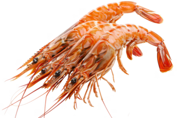 Three shrimp are shown in a row, with the middle one being the largest