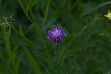 Common knapweed, or Black knapweed