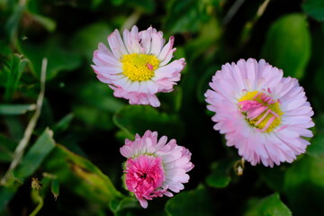 Common daisy or lawn daisy (Bellis perennis) close-up on a blurred background © Alexey