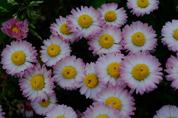 Common daisy or lawn daisy (Bellis perennis) close-up on a blurred background © Alexey
