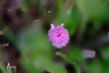 Common daisy or lawn daisy (Bellis perennis) close-up on a blurred background