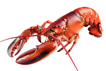A large red lobster with black spots on its body