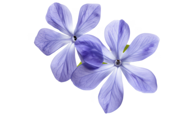Two purple flowers with green stems