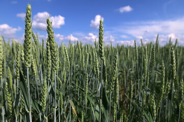 Natural background close up of field of Common wheat plants, Triticum Aestivum