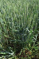 Natural background close up of field of Common wheat plants, Triticum Aestivum