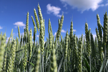 Natural background close up of field of Common wheat plants, Triticum Aestivum