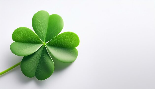 Perfect lucky four leaf clover isolated on white,Lucky Irish Four Leaf Clover in field for St. Patrick's Day