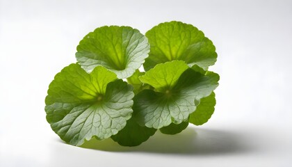 Centella asiatica isolated on white Background Generative Ai