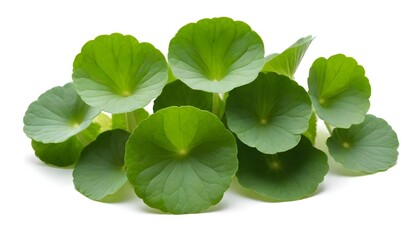 Centella asiatica isolated on white Background Generative Ai