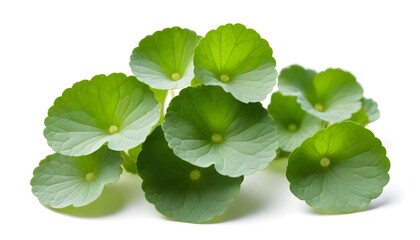 Centella asiatica isolated on white Background Generative Ai
