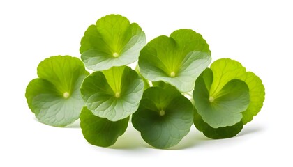 Centella asiatica isolated on white Background Generative Ai