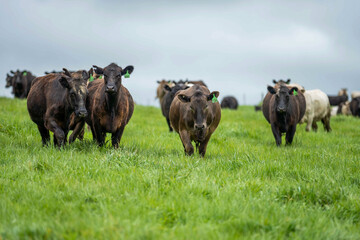 livestock restoring landscape through farming with cows