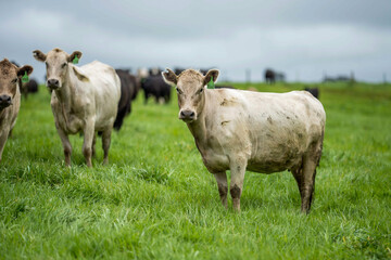 Beef cows and calves grazing on grass on a beef cattle farm in  Australia. breeds include murray grey, angus and wagyu