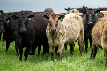 Stud beef wagyu cows in a field on a farm in England. English cattle in a meadow grazing on pasture...