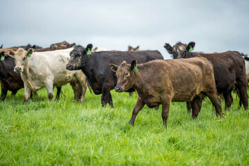 beautiful cattle in Australia  eating grass, grazing on pasture. Herd of cows free range beef being regenerative raised on an agricultural farm. Sustainable farming 