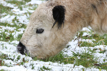 Galloway Rind auf einer schneebedeckten Wiese, Bos taurus