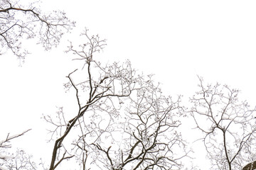 Schnee auf kahlen Ästen