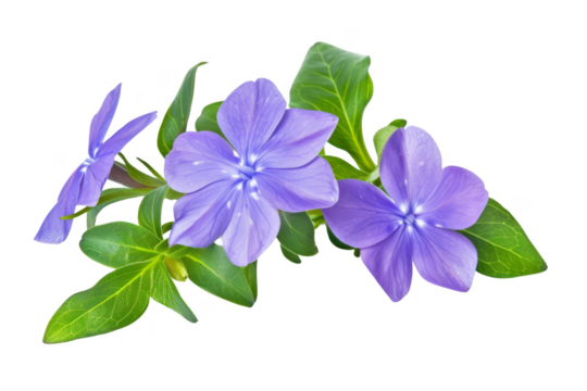 Three purple flowers are arranged in a row