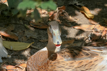 Porträt einer weiblichen Stockente, Anas platyrhynchos,