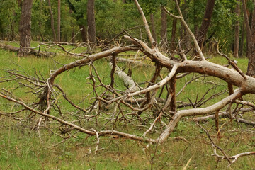 Waldstück mit Totholz nach einem Windbruch