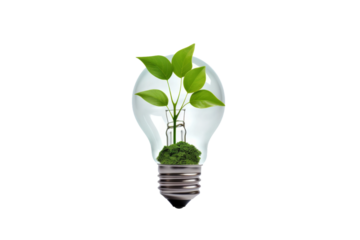 Enlightened Plant Life on a White or Clear Surface PNG Transparent Background..