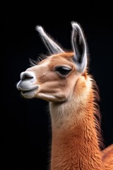 Obraz premium Mystic portrait of Llama, copy space on right side, Anger, Menacing, Headshot, Close-up View Isolated on black background
