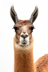 Obraz premium the Llama with copy space on right Isolated on white background