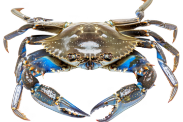 A blue crab with a blue claw is shown on a white background