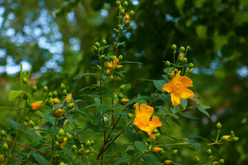Großblütiges Johanniskraut