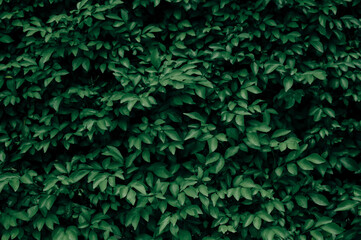 Green leaves tropical background, Natural background dark wallpaper concept