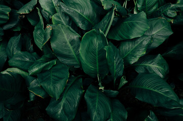 Green leaves tropical background, Natural background dark wallpaper concept