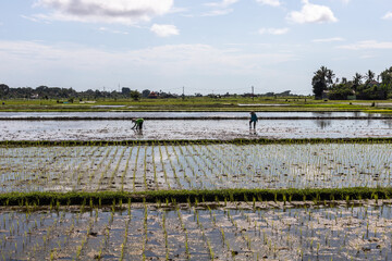 Shot of two farmers labor in a rice field under the midday sun
