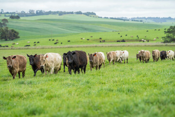 Fototapeta premium beautiful cattle in Australia eating grass, grazing on pasture. Herd of cows free range beef being regenerative raised on an agricultural farm. Sustainable farming 