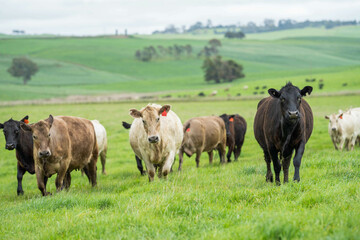 beautiful cattle in Australia  eating grass, grazing on pasture. Herd of cows free range beef being regenerative raised on an agricultural farm. Sustainable farming 