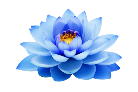 Whispers of Elysium: A Dance of Blue and Yellow. on a White or Clear Surface PNG Transparent Background..