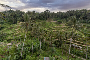 Obraz premium Bird's eye view of Indonesian jungle