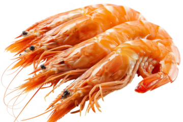 Four shrimp are shown in a row, with their tails pointing to the right