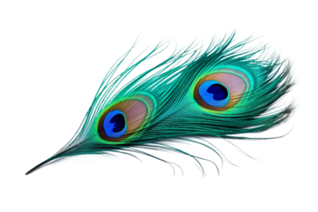 Ethereal Elegance: A Peacock Feathers Intricate Beauty on a White or Clear Surface PNG Transparent Background..
