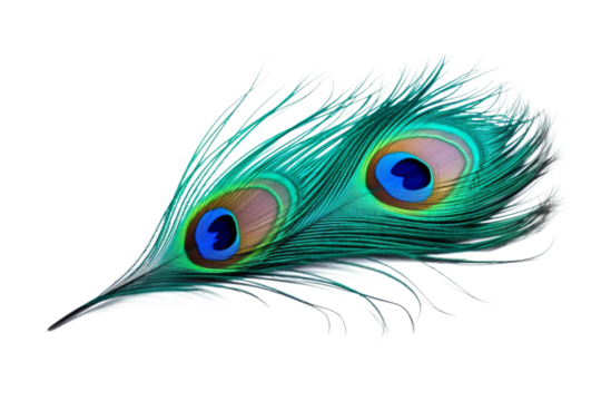 Ethereal Elegance: A Peacock Feathers Intricate Beauty on a White or Clear Surface PNG Transparent Background..