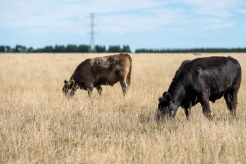 'herd of dairy cows grazing on lush long green pasture in a field on a. beef cattle farm in Australia on a ranch