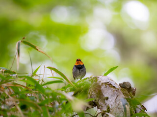 森の中で倒木の上に留まっているコマドリの雄