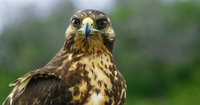 Closeup shot of Galapagos hawk's face as it takes off on flight.